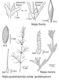 Attēlu rezultāti vaicājumam “Najas marina leaf”