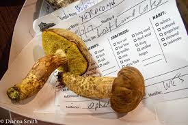 Attēlu rezultāti vaicājumam “Xerocomus subtomentosus”