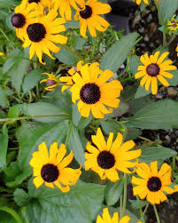 Image result for Rudbeckia fulgida