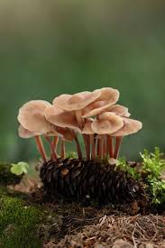 Attēlu rezultāti vaicājumam “Collybia acervata”