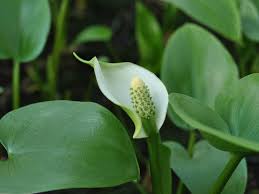 Attēlu rezultāti vaicājumam “Calla palustris flower”