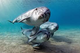 Afbeeldingsresultaat voor dolfijnen