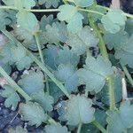 Attēlu rezultāti vaicājumam “Poterium sanguisorba”