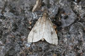 Attēlu rezultāti vaicājumam “Udea prunalis”