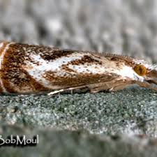 Attēlu rezultāti vaicājumam “Comatricha elegans var. microspora macro”