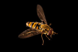 Attēlu rezultāti vaicājumam “Episyrphus balteatus”