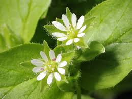 Attēlu rezultāti vaicājumam “Stellaria longifolia leaf”