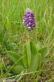 Attēlu rezultāti vaicājumam “Orchis militaris”