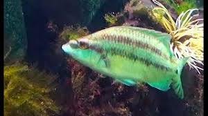 Image result for Symphodus bailloni