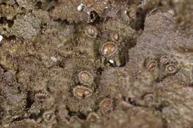 Attēlu rezultāti vaicājumam “Melanohalea exasperata”