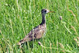 Image result for Bartramia longicauda