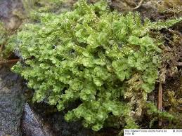 Attēlu rezultāti vaicājumam “Scapania irrigua”