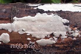 Attēlu rezultāti vaicājumam “Antrodiella faginea”