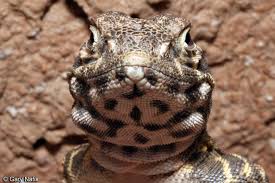 Attēlu rezultāti vaicājumam “Lycogala leopardinum sessile”