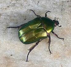 Attēlu rezultāti vaicājumam “Potosia cuprea imago”