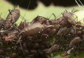 Attēlu rezultāti vaicājumam “Uroleucon cirsii”