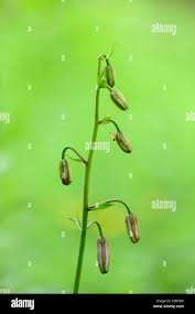 Attēlu rezultāti vaicājumam “Lilium martagon bud”