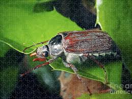 Attēlu rezultāti vaicājumam “Melolontha melolontha”