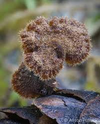 Attēlu rezultāti vaicājumam “Physarum auriscalpium spores”