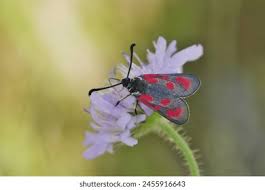 Attēlu rezultāti vaicājumam “Zygaena viciae”