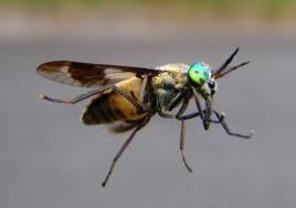 Attēlu rezultāti vaicājumam “Chrysops”