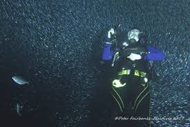 Image result for Seaham Sub Aqua Club