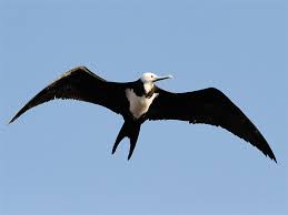 Image result for Fregata aquila