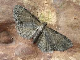 Attēlu rezultāti vaicājumam “Anticollix sparsata”