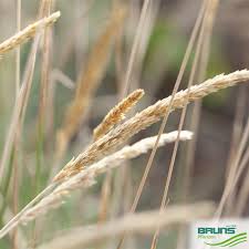 Attēlu rezultāti vaicājumam “Koeleria glauca flower”