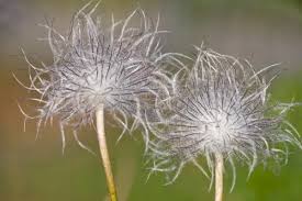 Attēlu rezultāti vaicājumam “Pulsatilla pratensis flower”