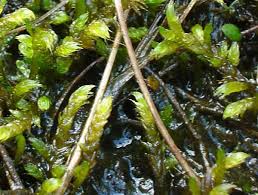 Attēlu rezultāti vaicājumam “Scorpidium scorpioides”