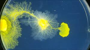 Attēlu rezultāti vaicājumam “Physarum nitens sessile”