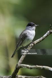 Attēlu rezultāti vaicājumam “Sylvia atricapilla”