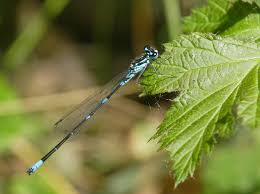 Attēlu rezultāti vaicājumam “Coenagrion pulchellum male”