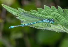Attēlu rezultāti vaicājumam “Coenagrion puella male”