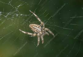 Attēlu rezultāti vaicājumam “Araneus diadematus female”