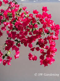 Image result for bougainvillea