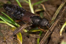 Attēlu rezultāti vaicājumam “Staphylinidae”