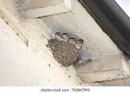 Attēlu rezultāti vaicājumam “Delichon urbicum nest”