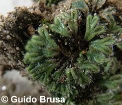 Attēlu rezultāti vaicājumam “Riccia bifurca”