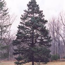 Attēlu rezultāti vaicājumam “Pseudotsuga menziesii”