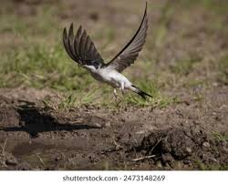 Attēlu rezultāti vaicājumam “Delichon urbicum juvenile”