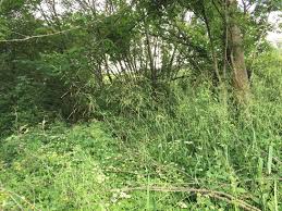 Attēlu rezultāti vaicājumam “Milium effusum leaf”