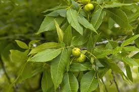 Attēlu rezultāti vaicājumam “Juglans cinerea fruit”