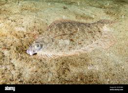 Image result for Pseudopleuronectes americanus
