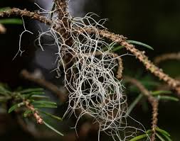 Attēlu rezultāti vaicājumam “Bryoria capillaris”