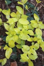 Attēlu rezultāti vaicājumam “Vinca minor leaf”