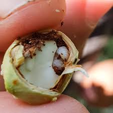 Attēlu rezultāti vaicājumam “Curculio nucum”