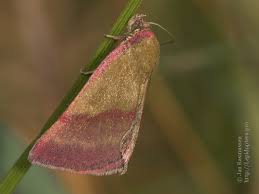 Attēlu rezultāti vaicājumam “Phytometra viridaria”