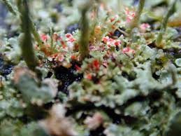 Attēlu rezultāti vaicājumam “Cladonia norvegica”